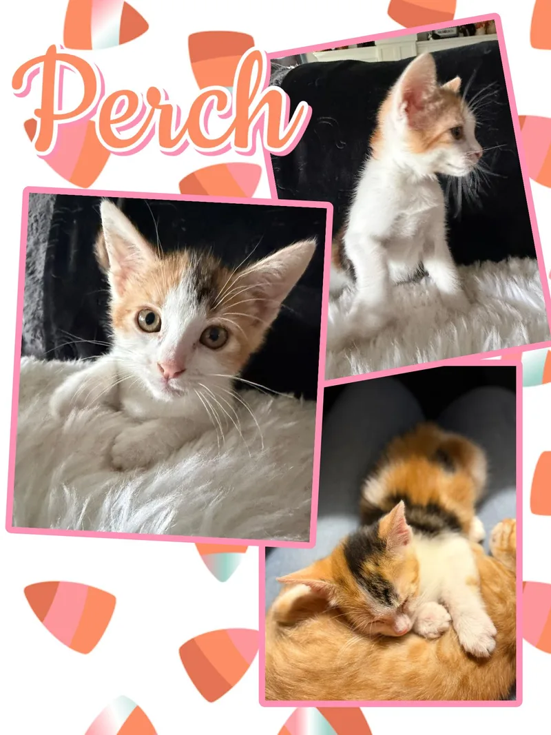 Perch thumbnail 2