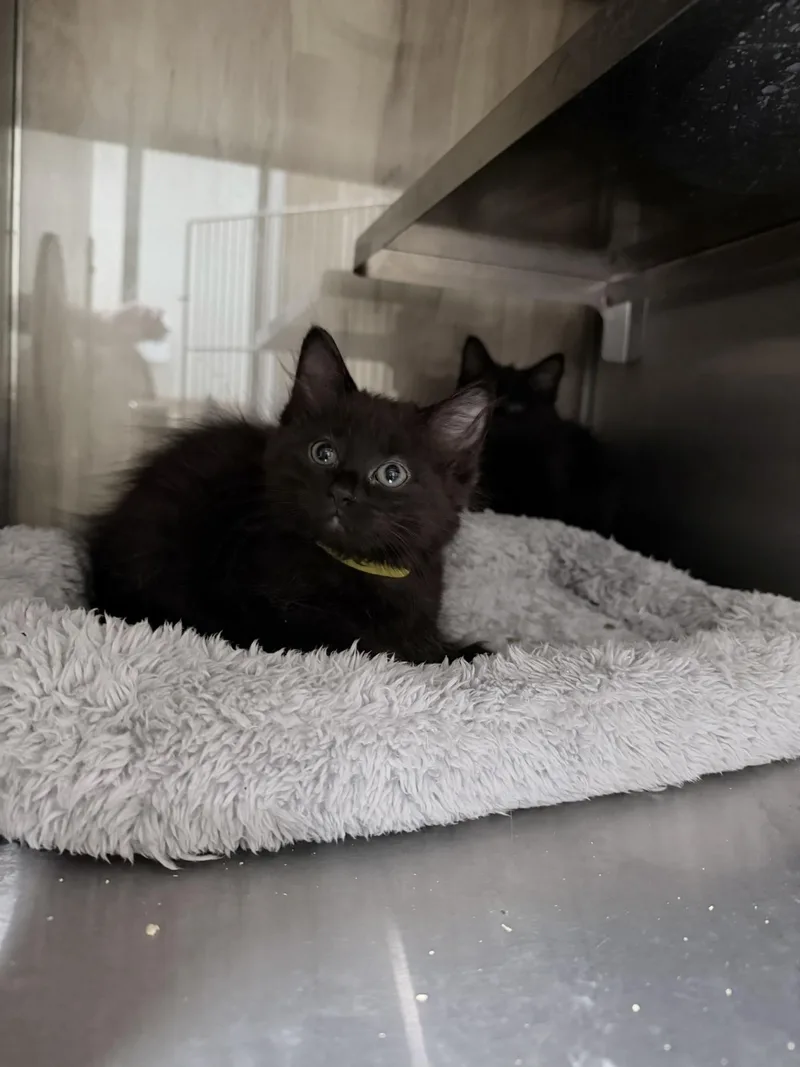 A baby small-sized female Black Domestic Long Hair cat named Eenie for adoption in Bryson City, NC