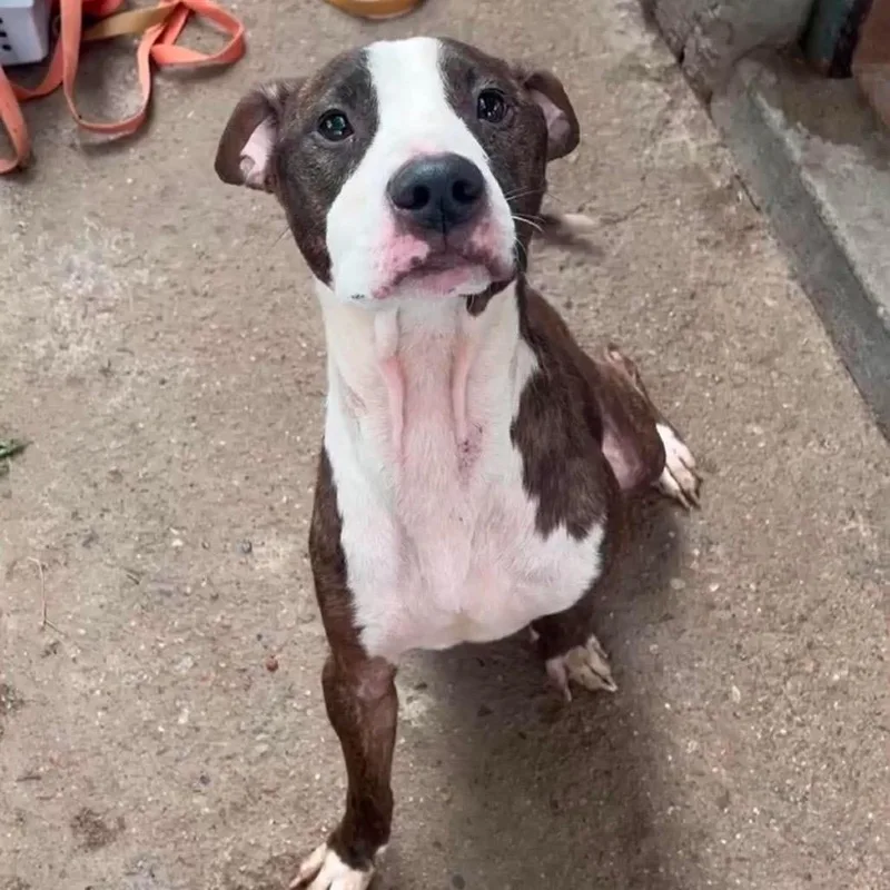 An adult large-sized male Brindle Pit Bull Terrier dog named Bjorn for adoption in Wichita, KS