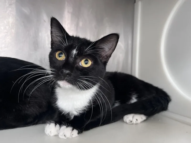 A young medium-sized female Black & White / Tuxedo Domestic Short Hair cat named Coco for adoption in Carrollton, GA
