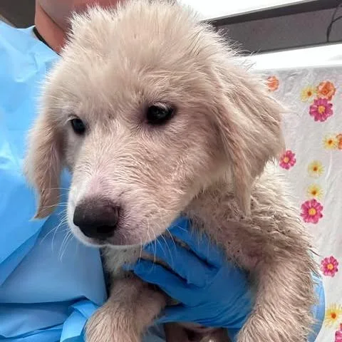 A baby small-sized male White / Cream Great Pyrenees dog named Cleo for adoption in Bastrop, TX