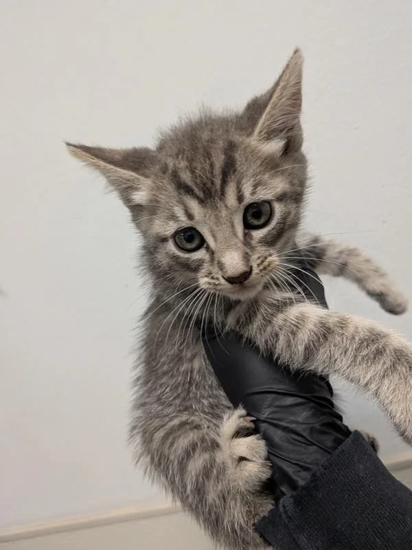 A baby small-sized female Domestic Short Hair cat named Bloom for adoption in San Diego, CA