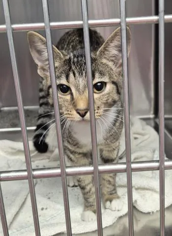 A baby medium-sized female Domestic Short Hair cat named Tisiphonw for adoption in Decatur, IL