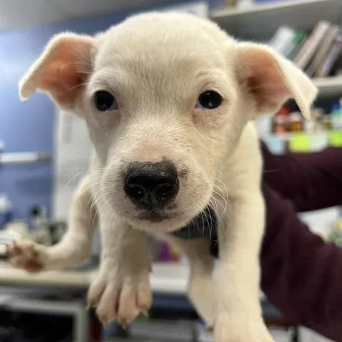 A baby medium-sized female White / Cream Mixed Breed dog named Ramona for adoption in Wappingers Falls, NY