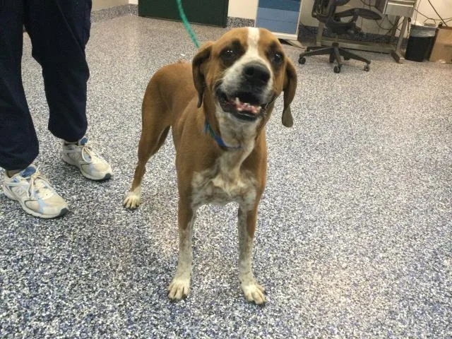 An adult medium-sized male Beagle dog named Derp for adoption in Thousand Palms, CA