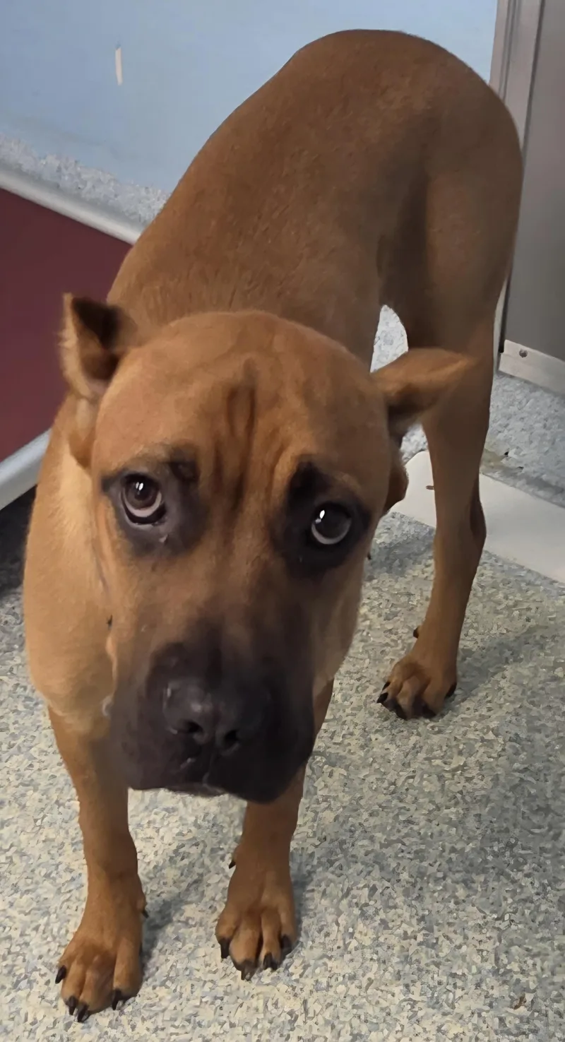 A young large-sized male Red / Chestnut / Orange Cane Corso dog named Blaze for adoption in Stafford, VA