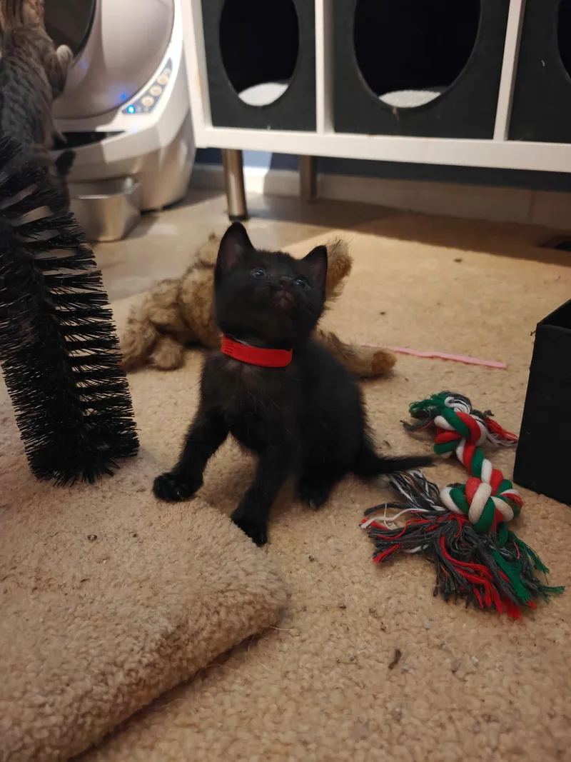 A baby medium-sized male Domestic Short Hair cat named Ever for adoption in Buford, GA