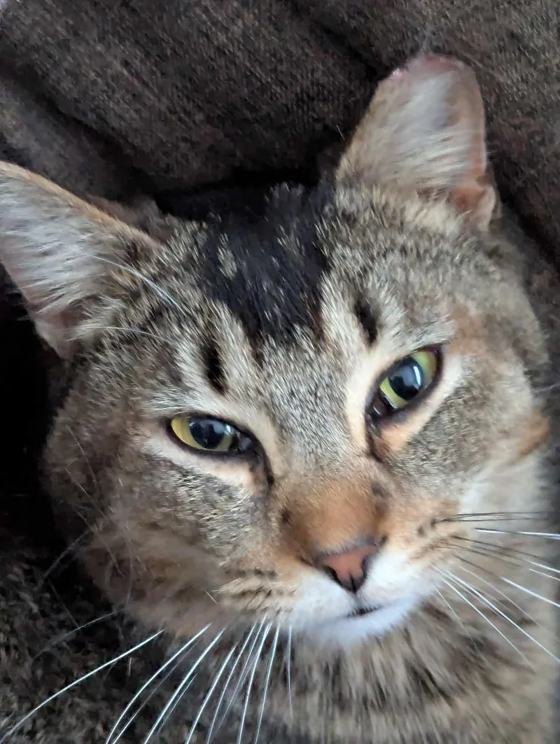 Rosso Md thumbnail 2