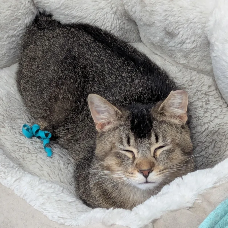 Rosso Md thumbnail 3