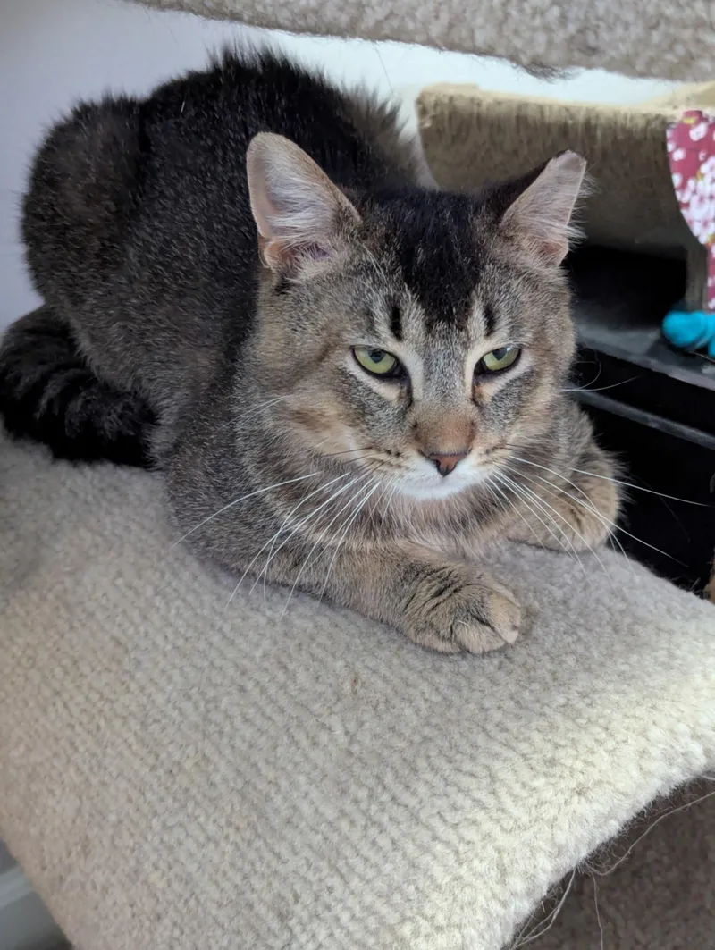 Rosso Md thumbnail 4