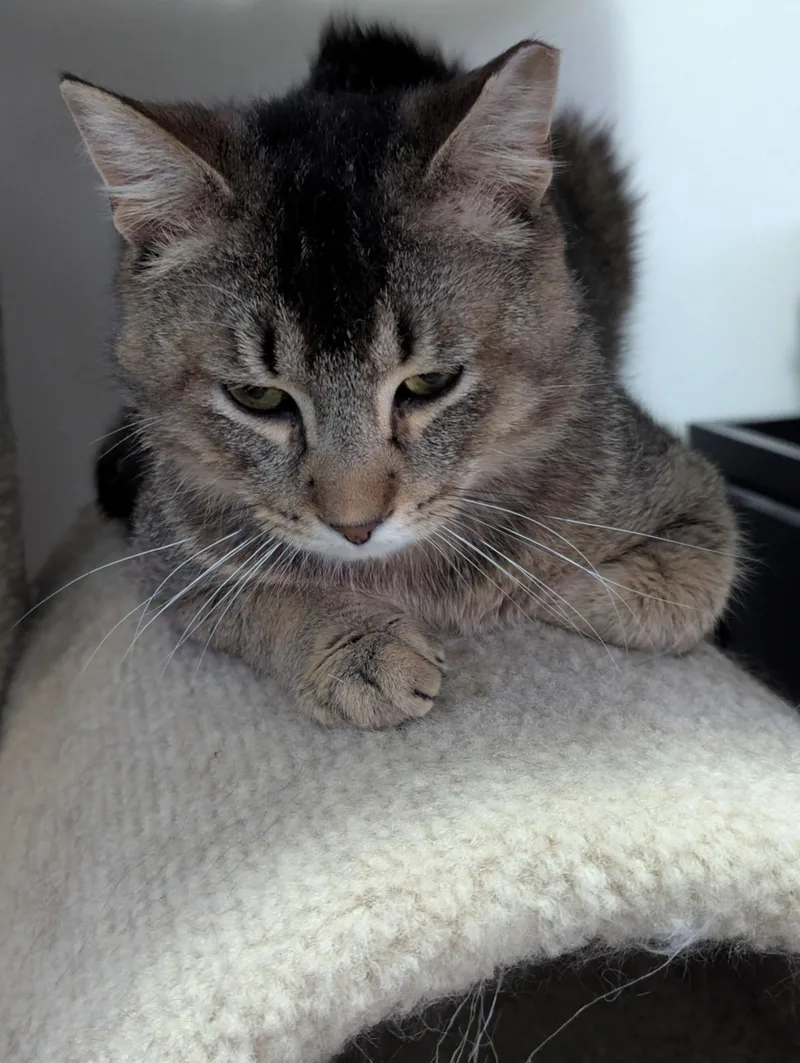 Rosso Md thumbnail 5