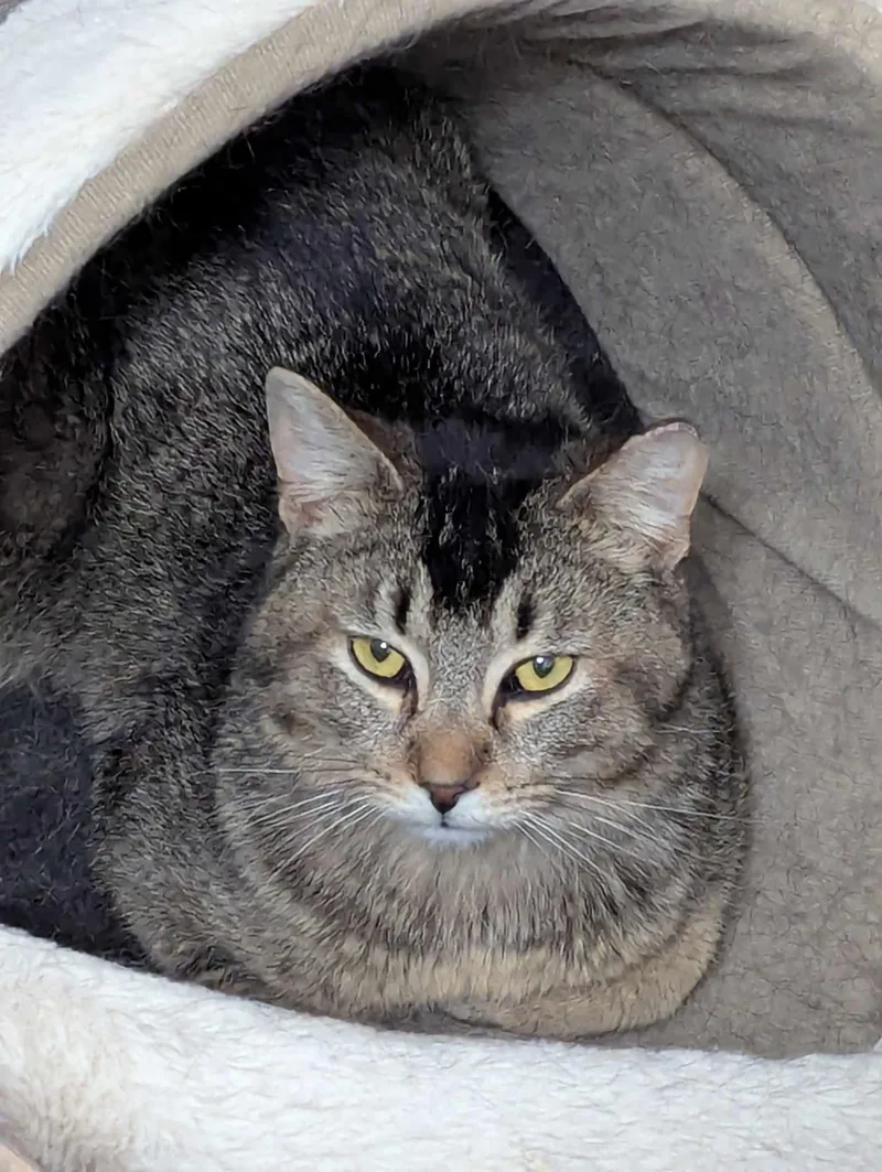 Rosso Md thumbnail 6