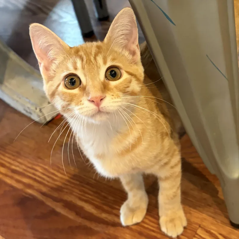 A baby medium-sized female Tabby (Orange / Red) Domestic Short Hair cat named Zellie INDOOR ONLY for adoption in Stockton, CA