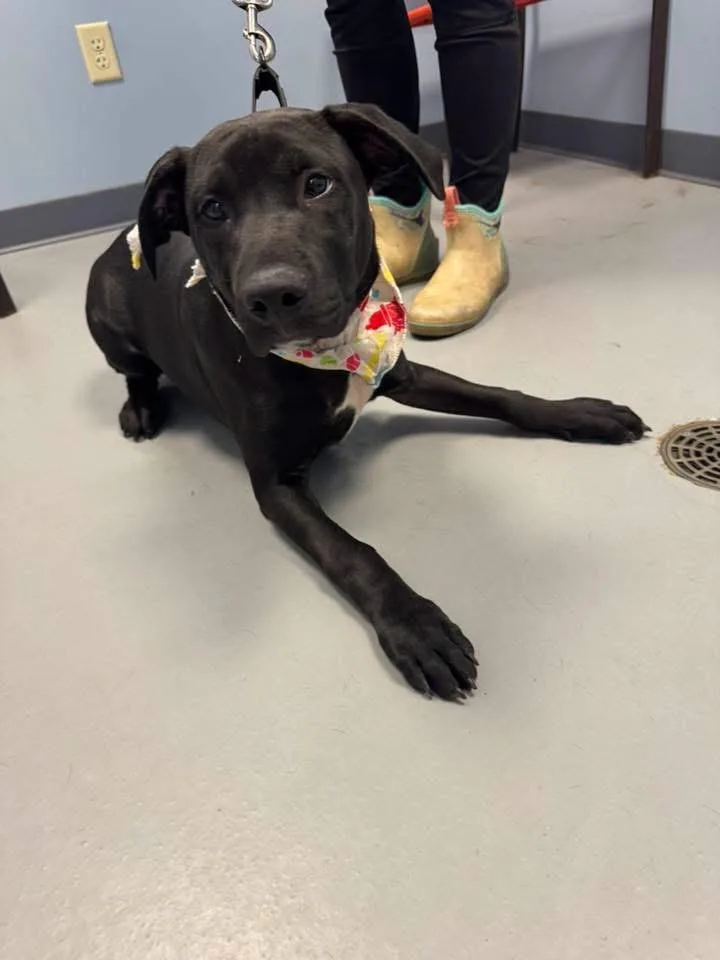 A young medium-sized male Black Terrier dog named Bradshaw for adoption in Zanesville, OH