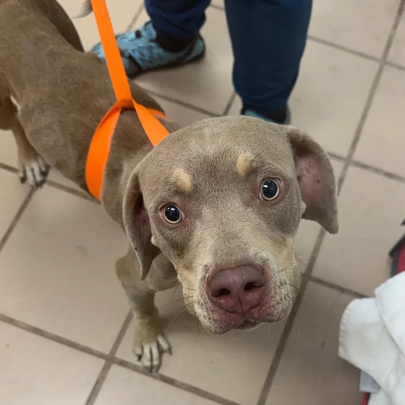 A young medium-sized female Pit Bull Terrier dog named Ginger for adoption in Starkville, MS