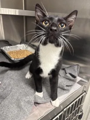 An adult medium-sized male Domestic Short Hair cat named Bader for adoption in Atlanta, GA