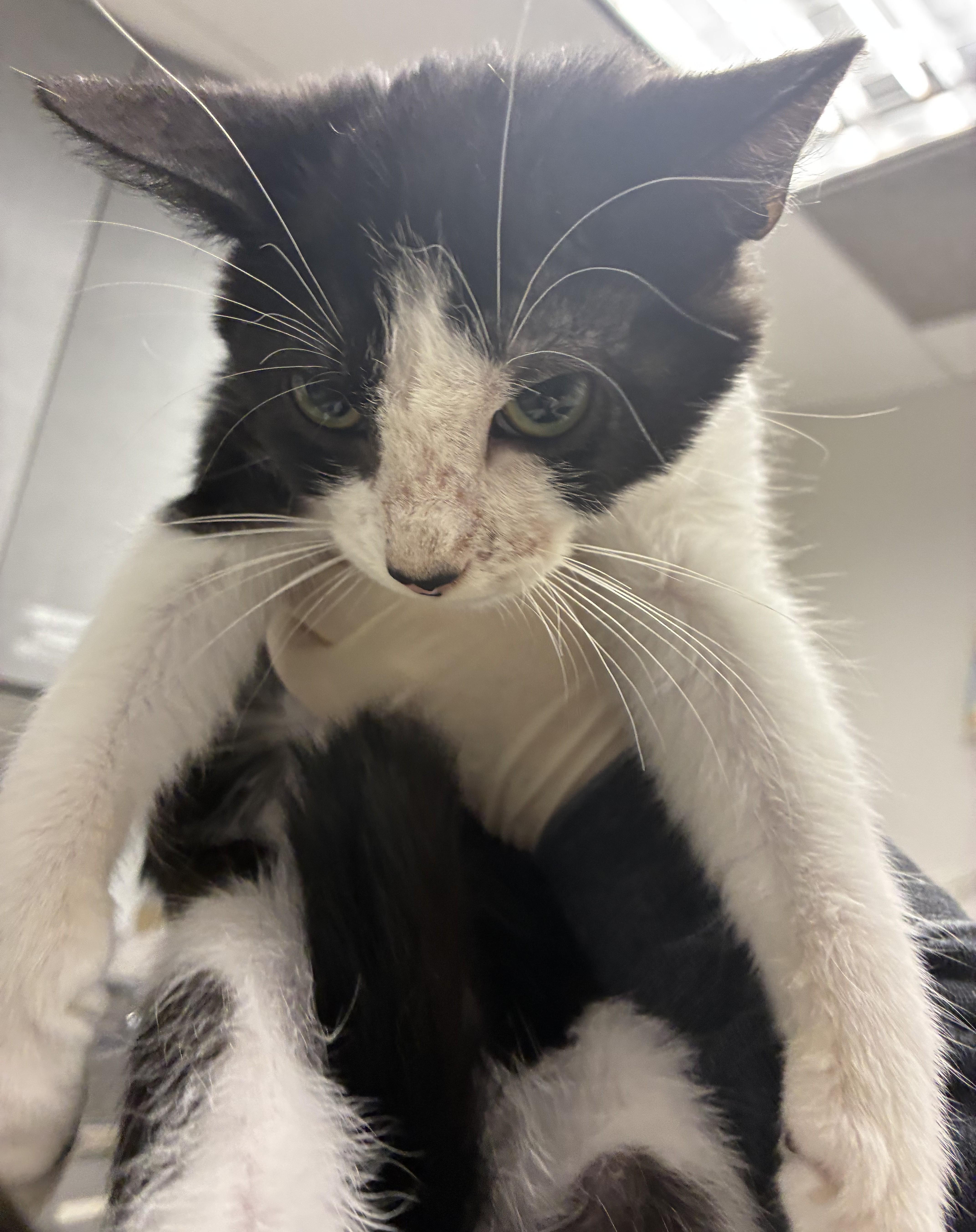 A baby small-sized male Domestic Short Hair cat named Valenciaga for adoption in Los Angeles, CA