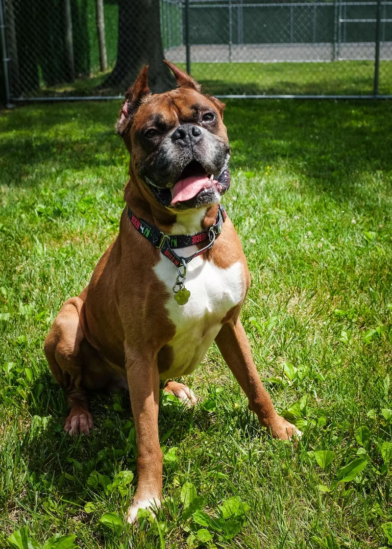 An adult large-sized male Yellow / Tan / Blond / Fawn Boxer dog named Holyfield for adoption in Middlesex, NJ