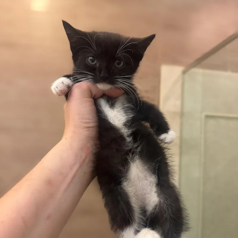 A baby small-sized male Black Domestic Short Hair cat named Boxer for adoption in Jersey City, NJ