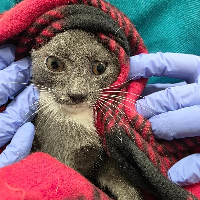 A baby small-sized female Gray / Blue / Silver Domestic Short Hair cat named Carlosa for adoption in Chattanooga, TN