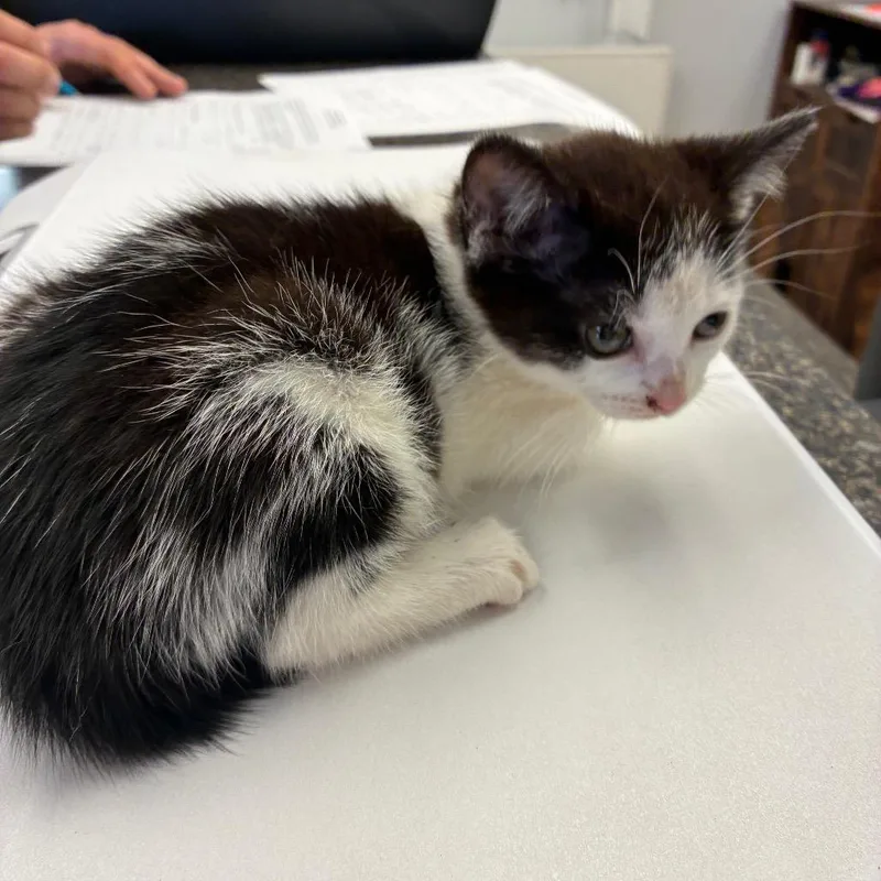A baby small-sized female Black Domestic Short Hair cat named Brittany for adoption in Morganfield, KY