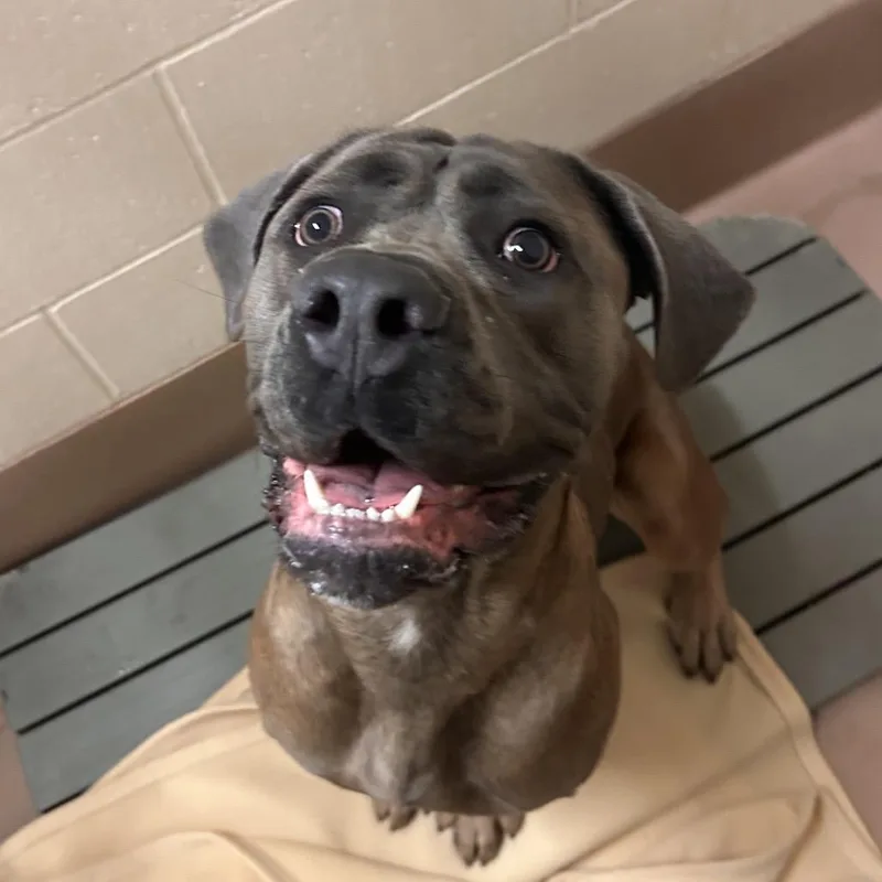 A young large-sized female Gray / Blue / Silver Cane Corso dog named Nala for adoption in Reno, NV