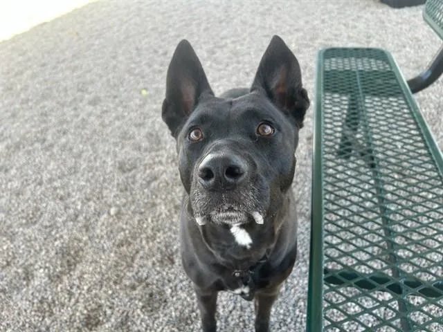 An adult large-sized male Pit Bull Terrier dog named Pepper Jack for adoption in Mesa, AZ