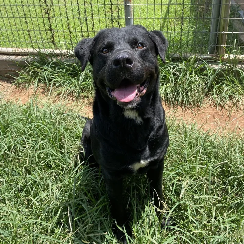 An adult large-sized male Black Labrador Retriever dog named Goob for adoption in Stillwater, OK