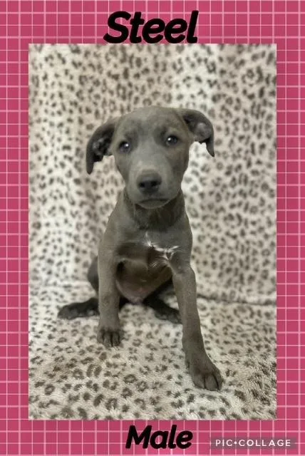 A baby medium-sized male Labrador Retriever dog named Steel for adoption in Manchester, CT