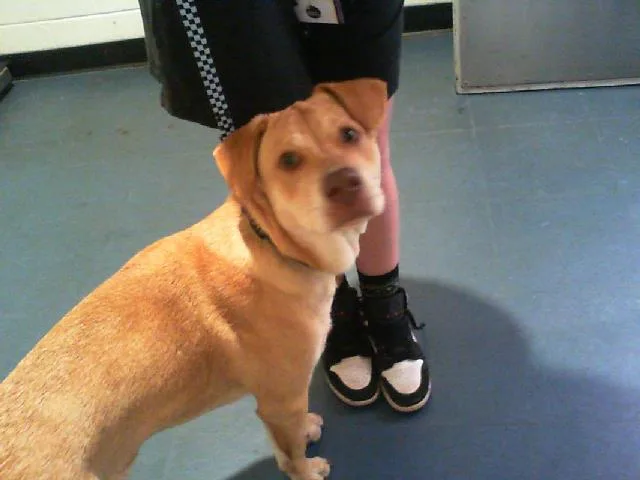 A young medium-sized male Labrador Retriever dog named A for adoption in Charlotte, NC