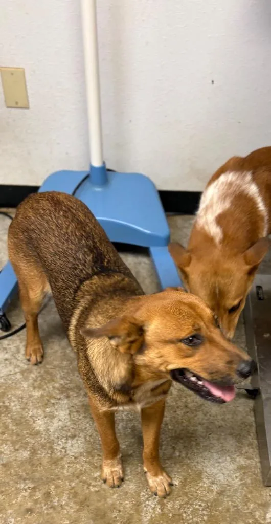 A young large-sized male Australian Cattle Dog / Blue Heeler dog named Ted for adoption in Lockhart, TX