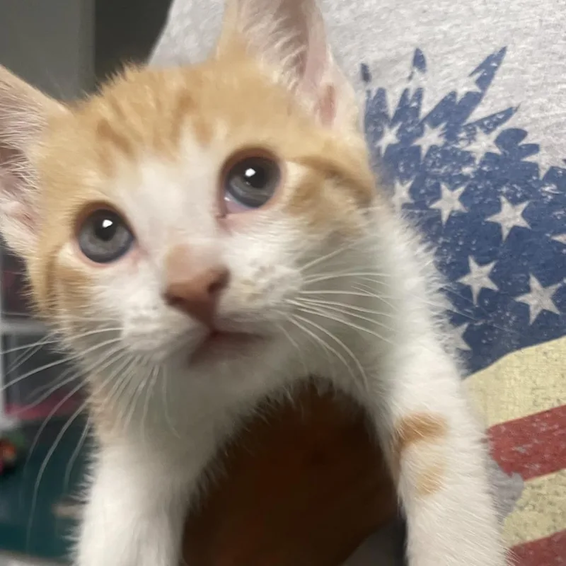 A baby small-sized female Orange / Red Domestic Short Hair cat named Kennedy for adoption in Shawnee, KS