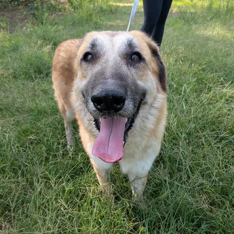 An adult medium-sized female Yellow / Tan / Blond / Fawn German Shepherd Dog dog named Golden for adoption in Wake Forest, NC