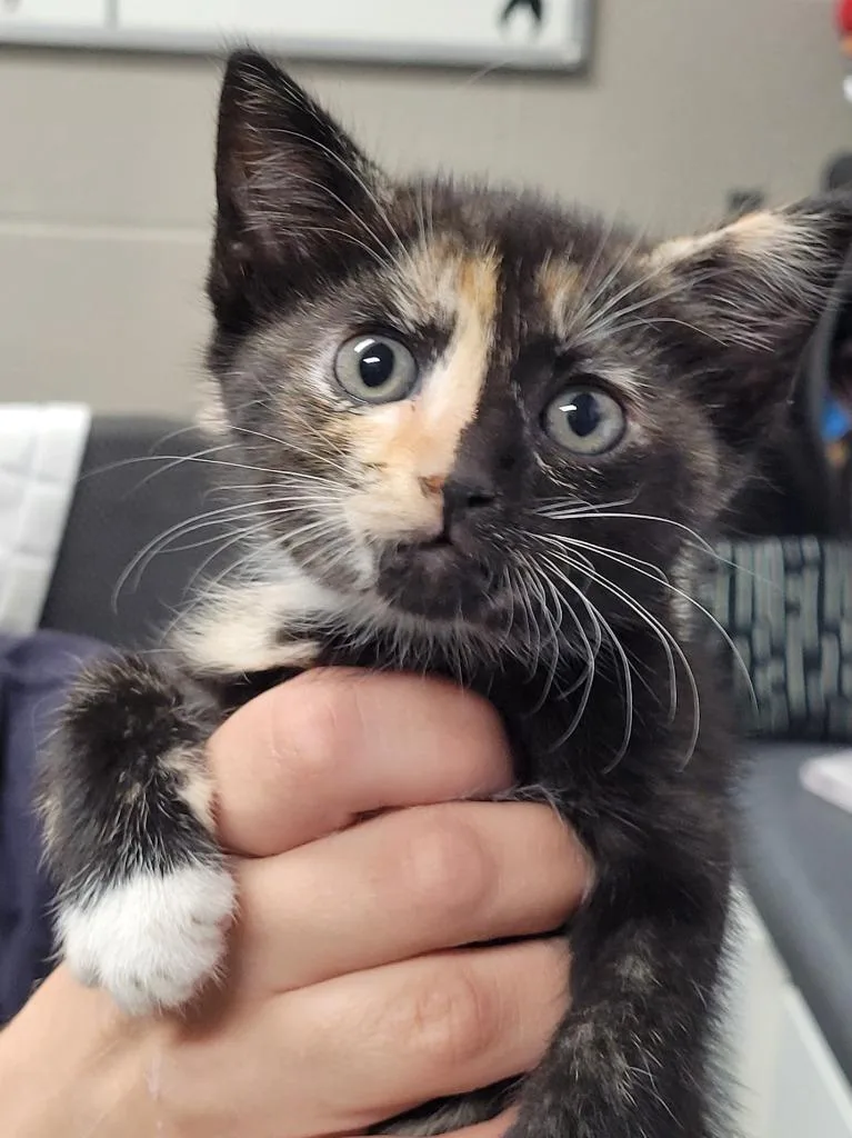 A baby small-sized female Domestic Short Hair cat named Leilani for adoption in Hopkinsville, KY