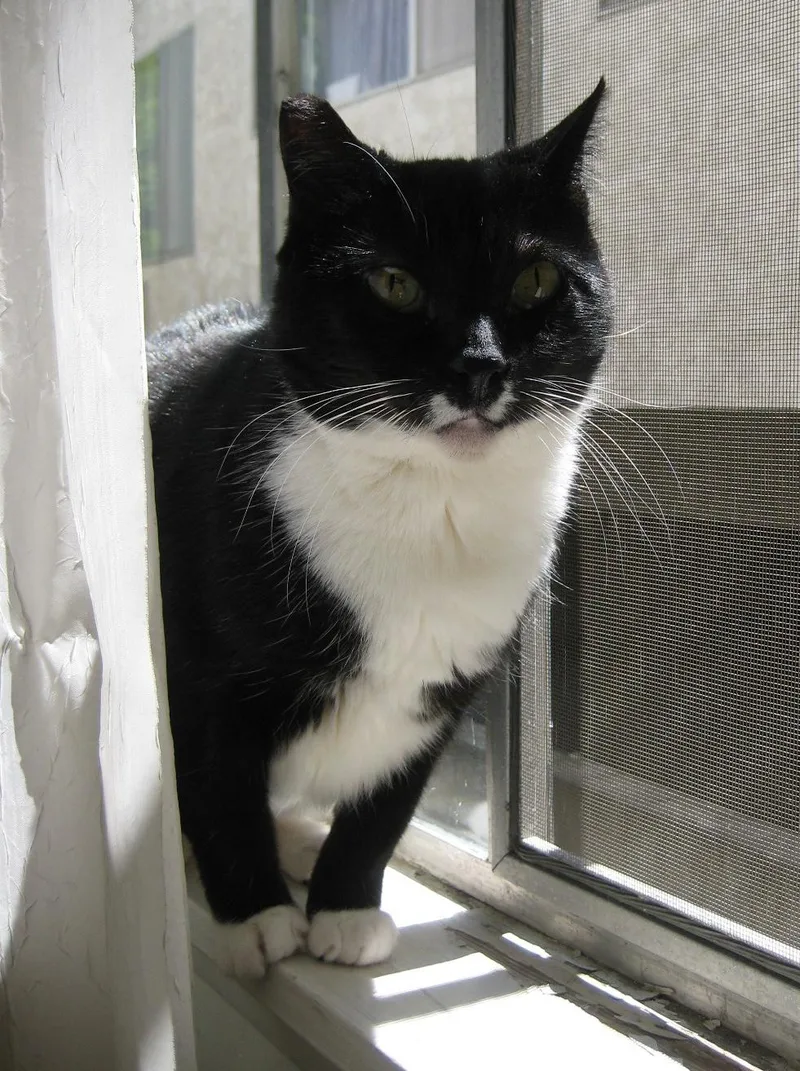 Sweet Pea thumbnail 2