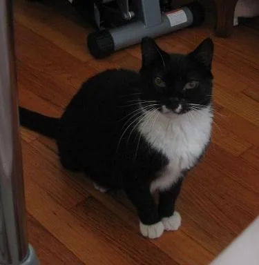 Sweet Pea thumbnail 3