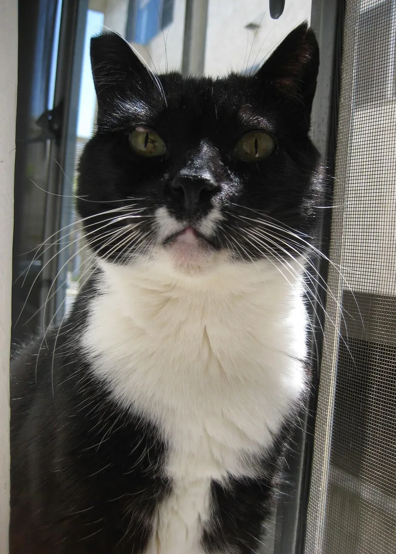 Sweet Pea thumbnail 4