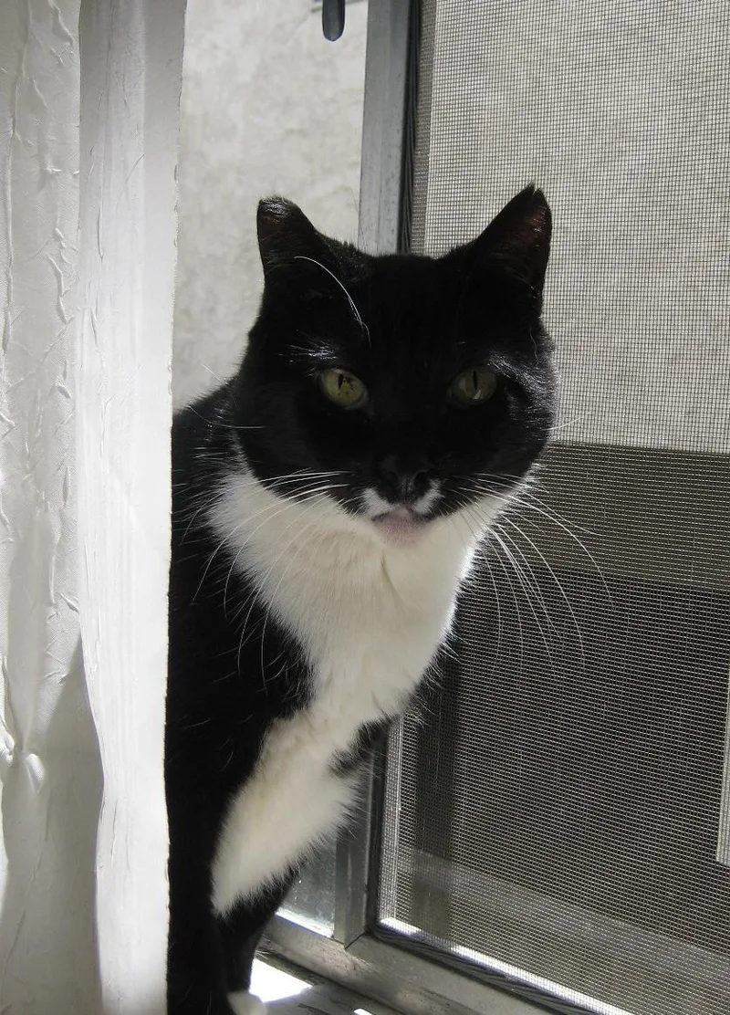 Sweet Pea thumbnail 5