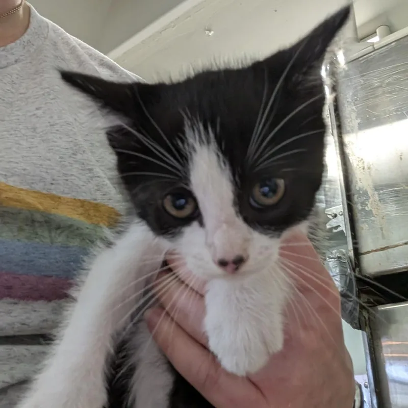 A baby small-sized female Black Domestic Short Hair cat named Tornado Aly for adoption in Columbia, MO