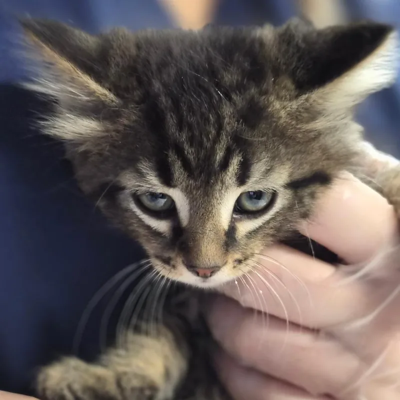 A baby small-sized male Black Domestic Medium Hair cat named Jack for adoption in Newark, NJ