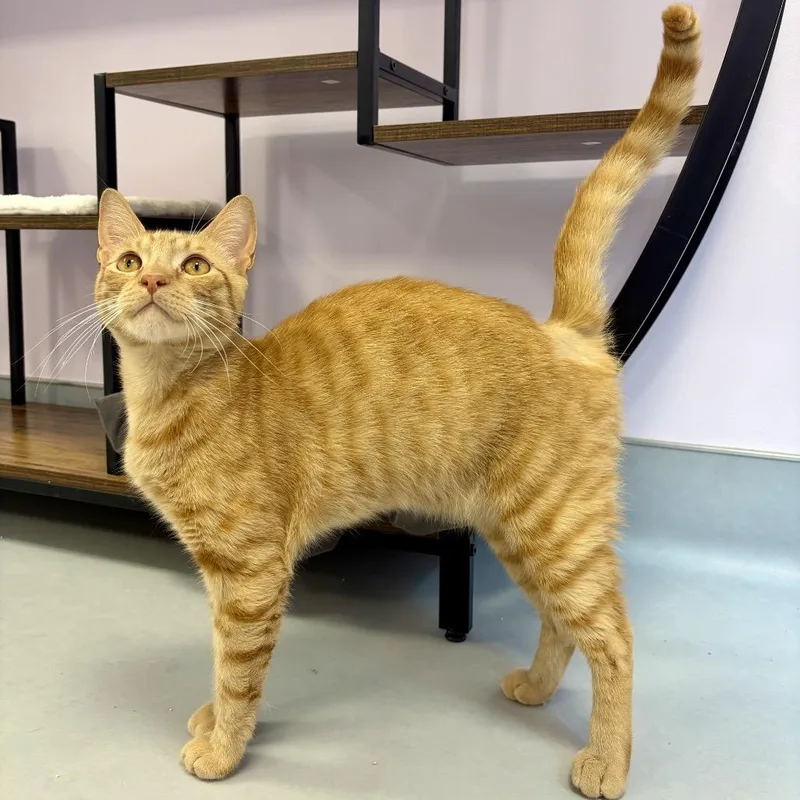 An adult medium-sized male Orange / Red Domestic Short Hair cat named Steel for adoption in Boston, MA