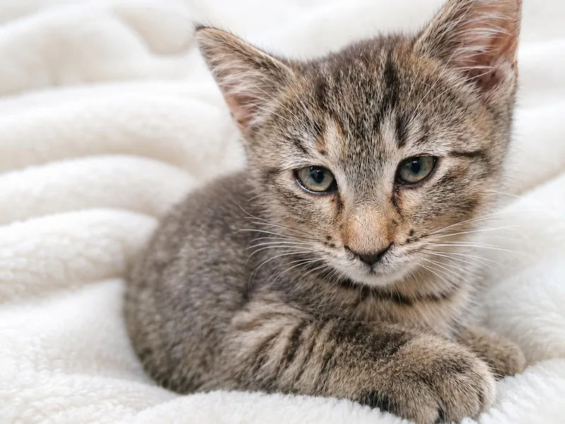 A baby medium-sized female Tabby (Brown / Chocolate) Domestic Short Hair cat named Stapler for adoption in Farmington, MN