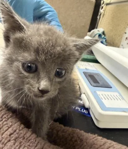 A baby small-sized male Domestic Short Hair cat named Silver for adoption in Riverside, CA
