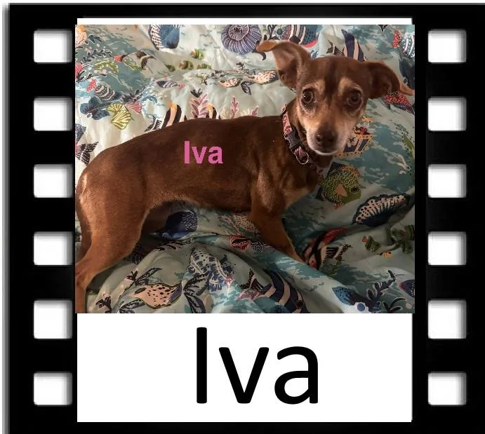 An adult small-sized female Bicolor Chihuahua dog named Iva for adoption in Navarre, FL