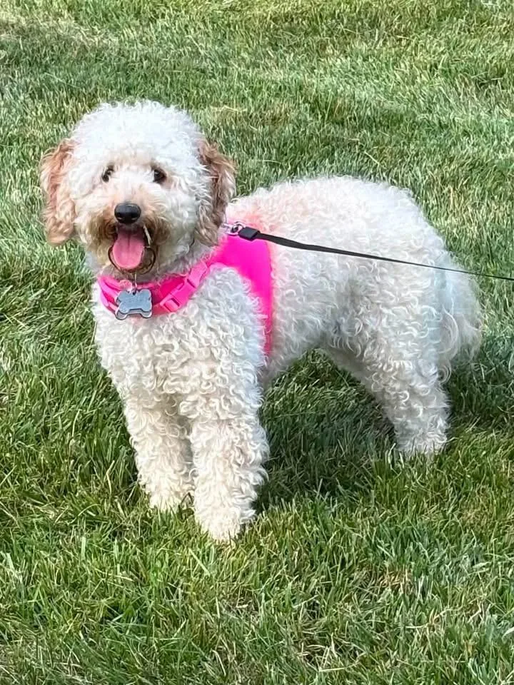 A young small-sized female Poodle dog named Journi for adoption in Berlin, NJ