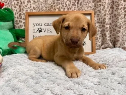 A baby small-sized male Mixed Breed dog named Stabler for adoption in West Chester, PA