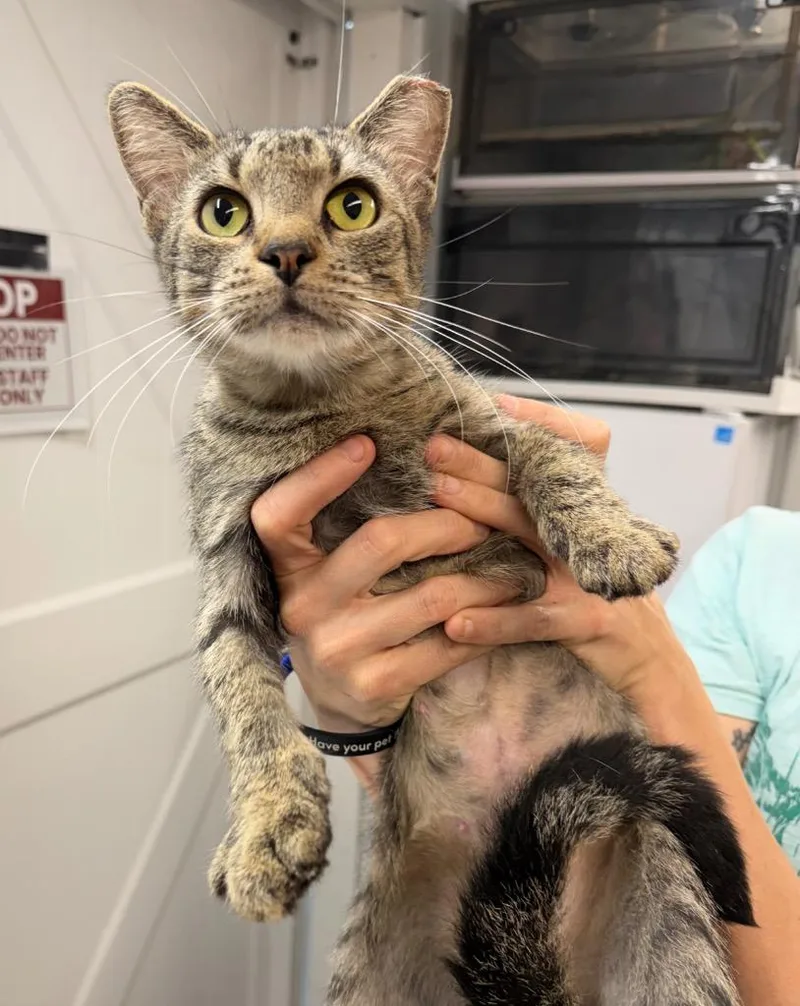 A young medium-sized female Domestic Short Hair cat named Millie for adoption in Pierceton, IN