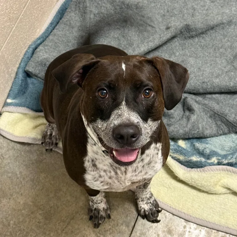 An adult large-sized male Black Mixed Breed dog named Rocky for adoption in Muncie, IN