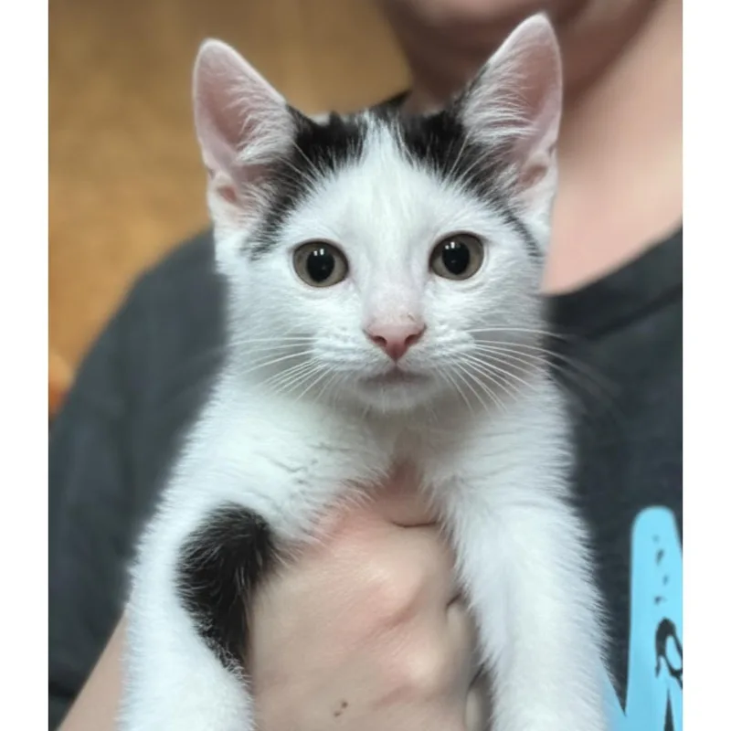 A baby small-sized male Black & White / Tuxedo Domestic Short Hair cat named Snowball for adoption in Haddon Heights, NJ