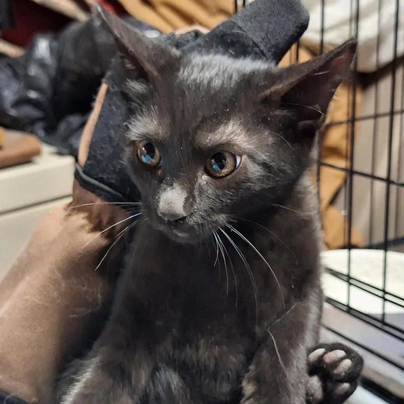 A baby small-sized male Black American Shorthair cat named Chopper for adoption in Grantsville, UT